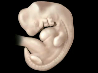 Embryo with large arm and leg buds, large head, and small tail.