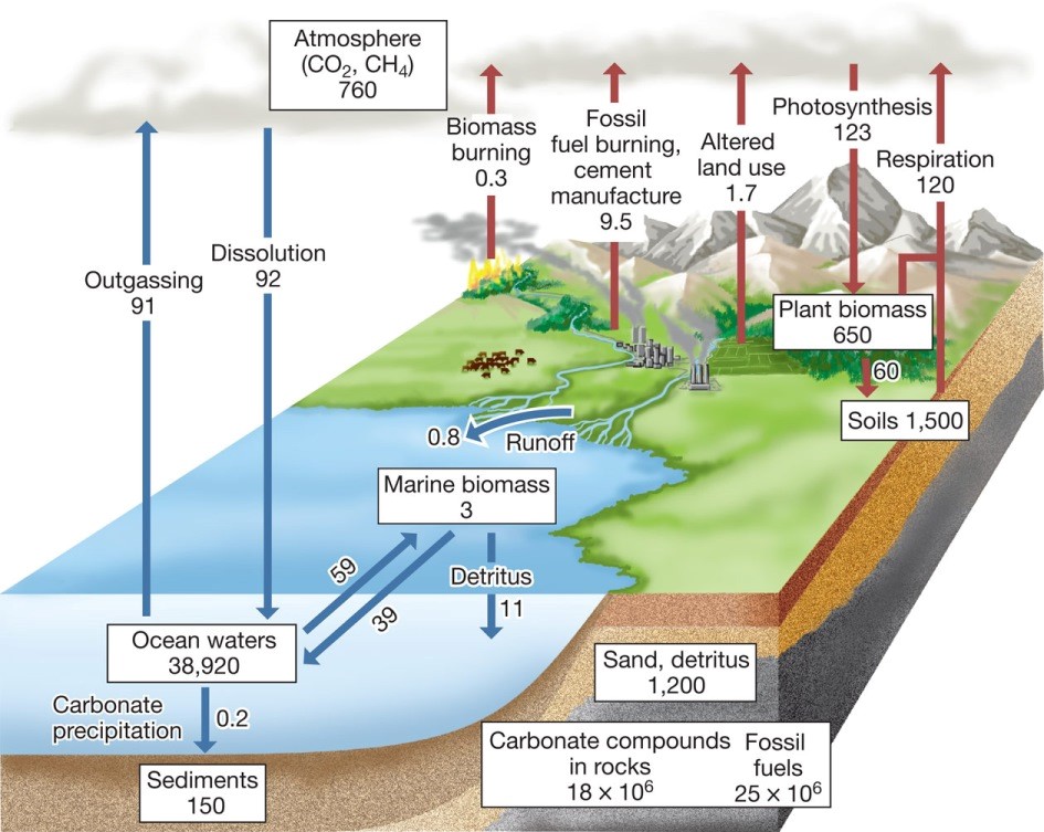 the-global-carbon-cycle