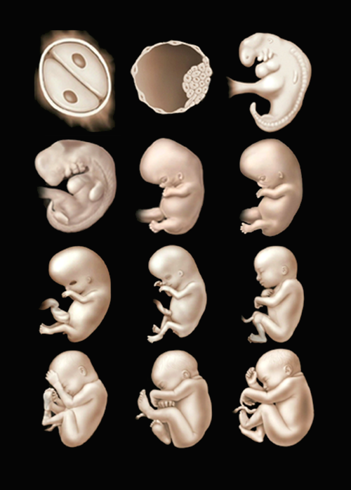 Prenatal Development