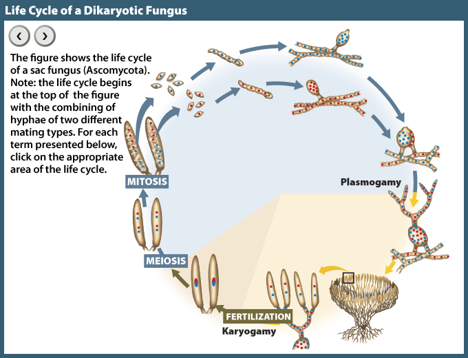 Fungi Life Cycle Ppt Tianna Corrigan 